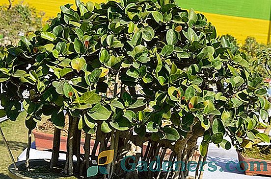 Ficus bengali: особености на отглеждането у дома