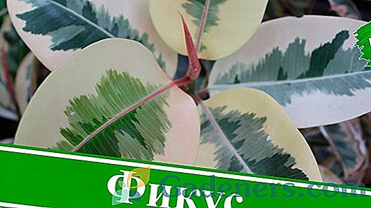 Ficus gumy: zvláštnosti pestovania doma