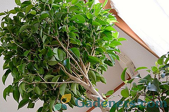 Ficus gum: snažíme se vytvořit korunu doma