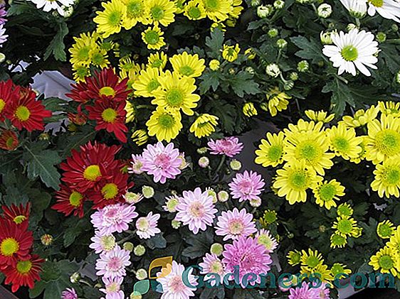 Sodas chrizantema: saulės gėlė