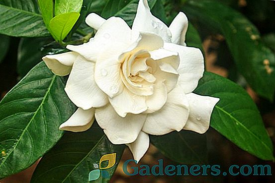 Gardenia jasmine: skrivnosti na domu