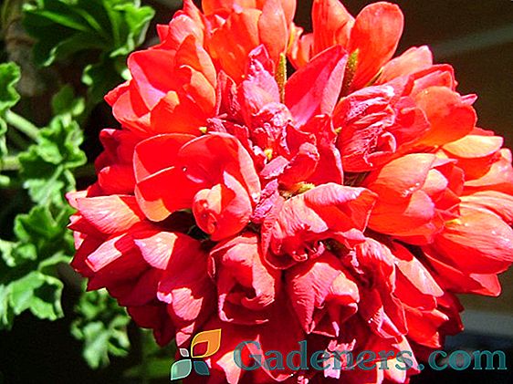 Geranium tulipveidīgs: vislabākās šķirnes un noteikumi, kas audzē no sēklām