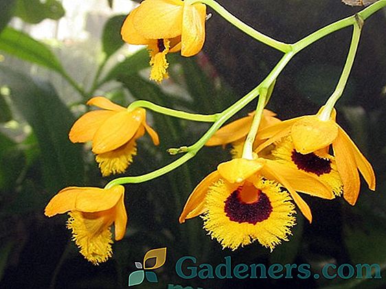 Вирощування орхідеї 