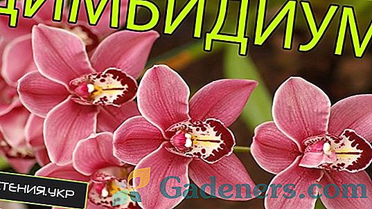 Kako skrbeti za plemenito orhidejsko Dendrobium Nobile