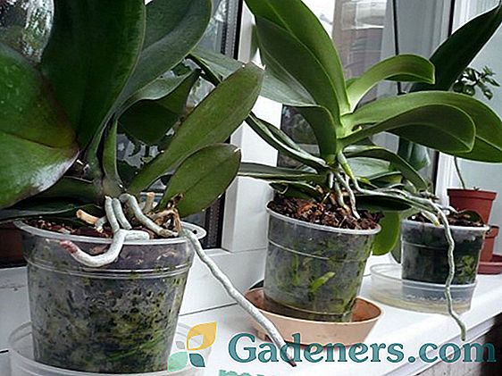 Како правилно пресадити орхидеју у други пот