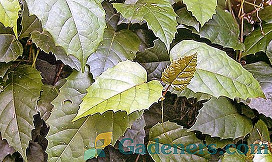 Indoor grozdje ali cissus: raste liana doma