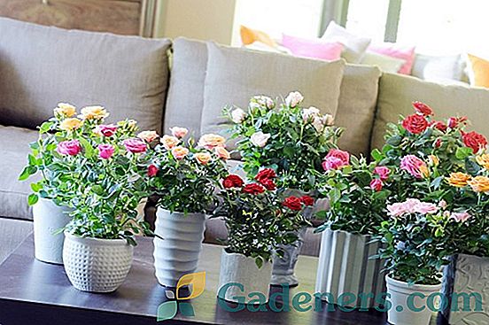 Japonská kamélie: charakteristika rostliny a doporučení pro péči doma