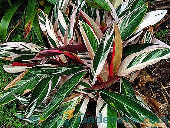 Marantha trīsdimensiju krāsa: augu īpašības un aprūpes noteikumi mājās