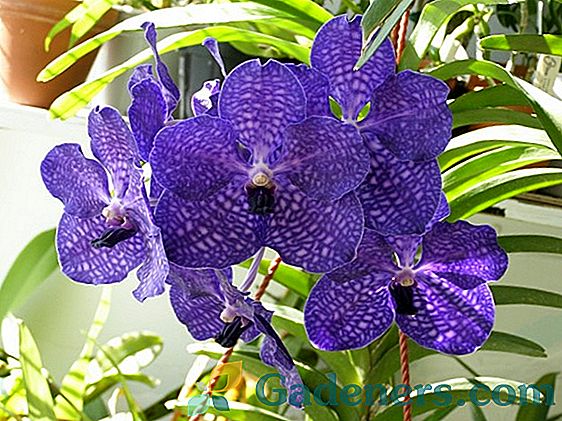 Orchid Cymbidium: augalo priežiūra