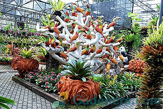 Орхидеје: разне боје, облици и врсте