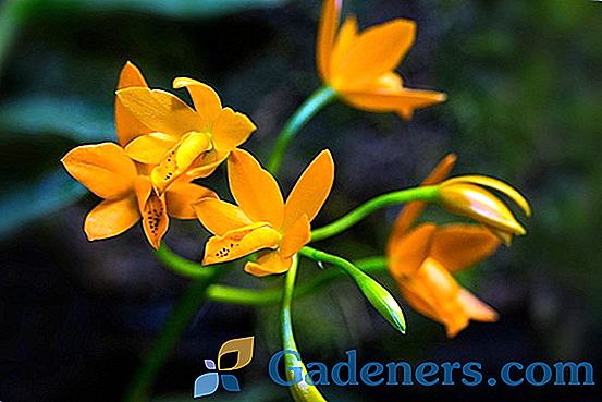 Orhideje: raznolikost vrst in oblik