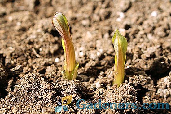 Výsadba hľuzy a pestovanie gloxinie
