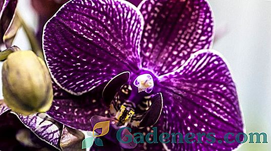 Fialová orchidea: Druhy druhov a pravidlá rastu