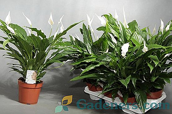 Spathiphyllum: как да разпространявате и да засадите растението в дома