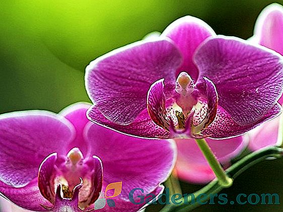 Orchidėja 