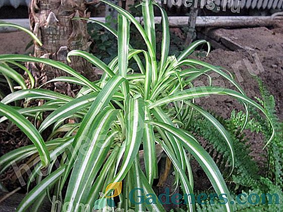 Chlorophytum: lapu griezumu žāvēšana un citas audzēšanas problēmas