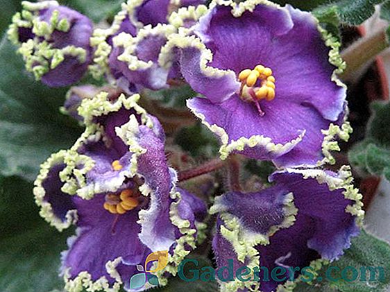 Uzambara violets: labākās šķirnes, audzēšanas un audzēšanas smalkumus