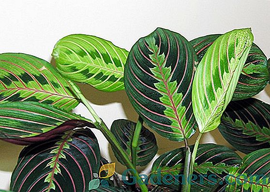 Три боје Маранта: правила за негу молитвене биљке у кући