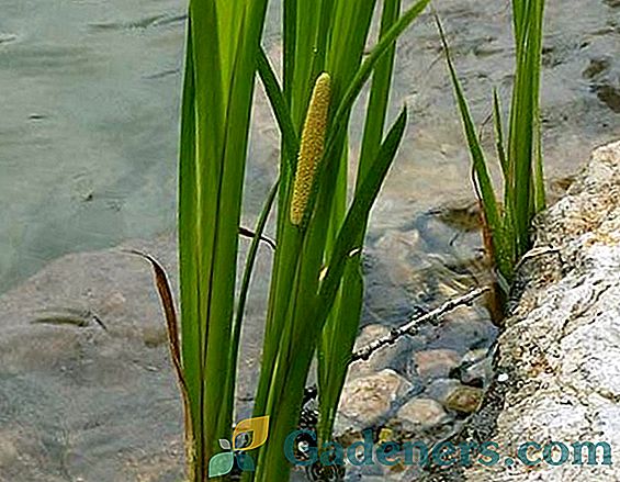 Аїр болотний: лікувальні властивості і особливості вирощування в домашніх умовах