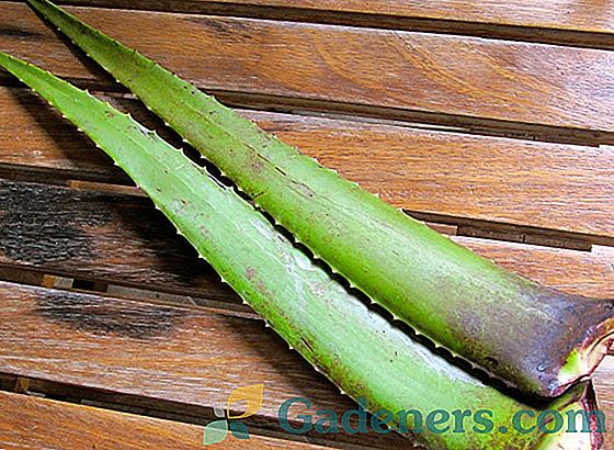 Aloe vera: liečivé vlastnosti a zvláštnosti rastlinnej aplikácie