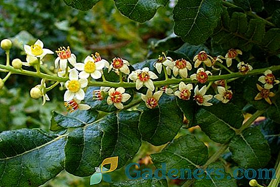 Boswellia serrate: unikālas augu ārstnieciskās īpašības un īpatnības