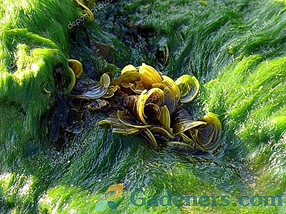 Brown alga: koristne lastnosti, načini uporabe in kontraindikacije