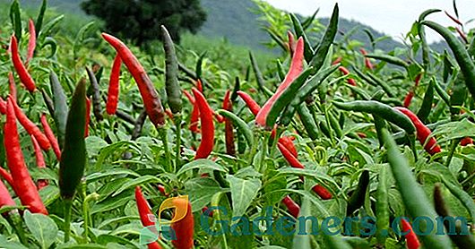 Cayenne pepper: horúce a zdravé