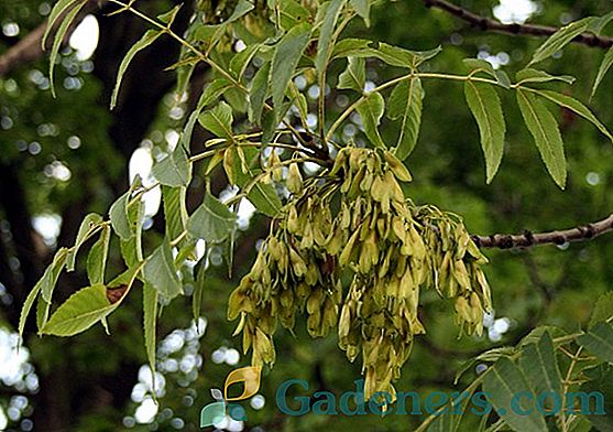 Hrast navaden: zdravilne lastnosti listov in lubja drevesa