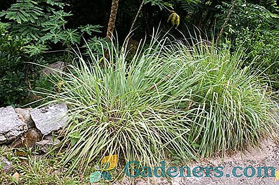 Trawa cytrynowa: użyteczne właściwości i zastosowanie trawy cytrynowej