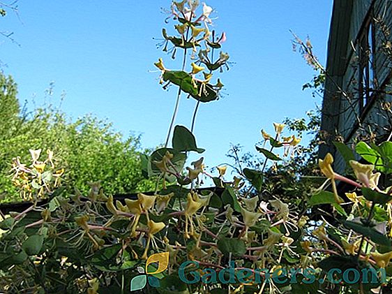 Molodilnaya berry na vašem območju: rastejo borovnice