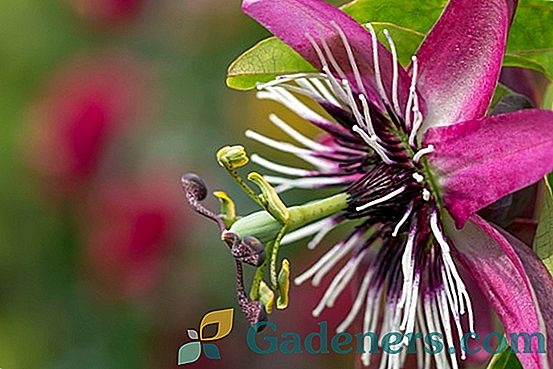 Pasiflora (Passiflora): eksotisku augu noderīgas un ārstnieciskas īpašības