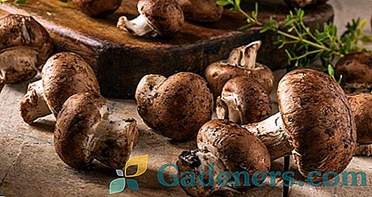 Шампињони: сорте, користи и штетности печурки