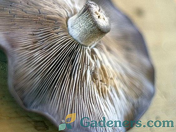 Jedlé a jedovaté houby Krymu