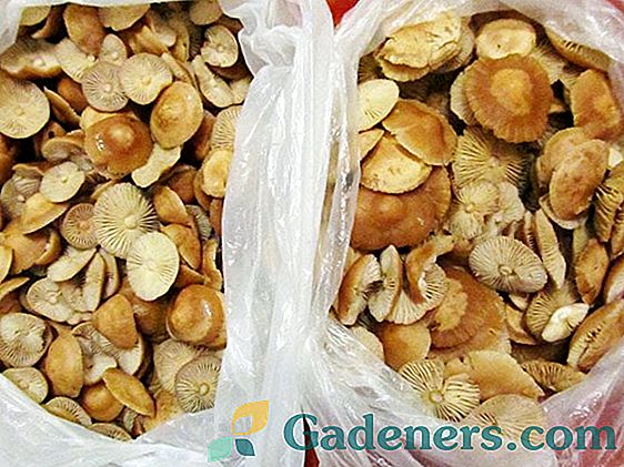 Jedlé a jedovaté loukové houby