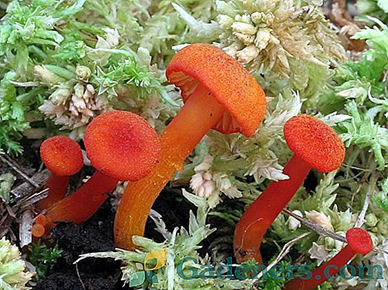 Jestive i otrovne narančaste gljive