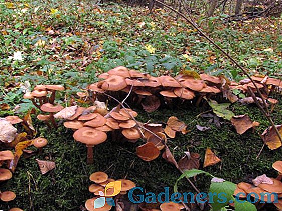Їстівні гриби Саратовської області