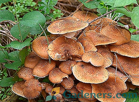 Jedlé houby z regionu Voroněž: letní, jarní a podzimní druhy