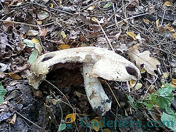 Їстівні деревні гриби: різновиди та особливості приготування