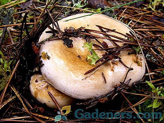 Fungi mlechniki: opis glavne vrste