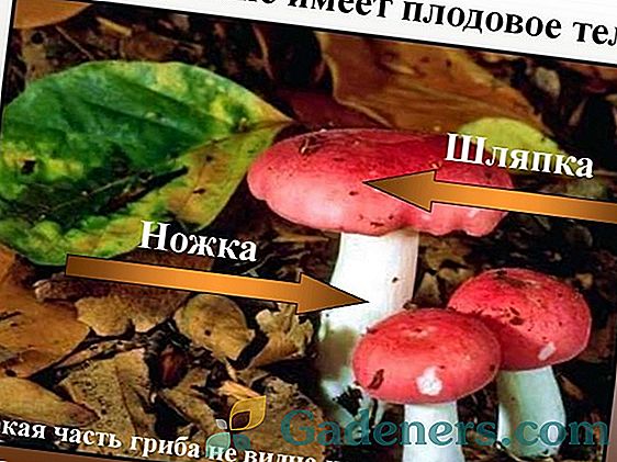 Шапинкових грибів: характеристика видів, будова і способи харчування