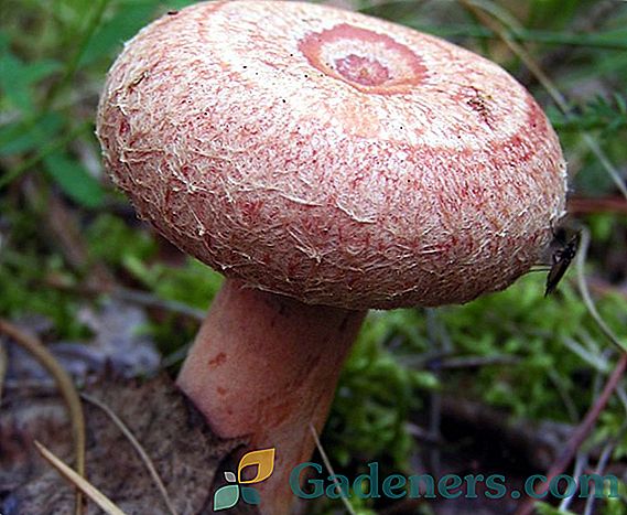 Як виглядає гриб вовнянки та як відрізнити її від отруйного двійника