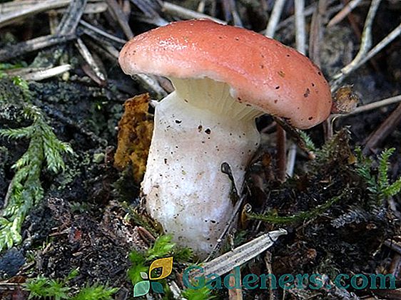 Мокруха печурка: опис врста, места за сакупљање и кување