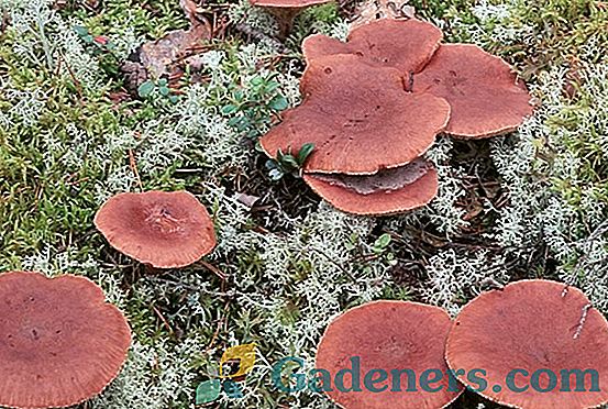 Gorki gljiva: karakteristično, područje rasta i metode pripreme
