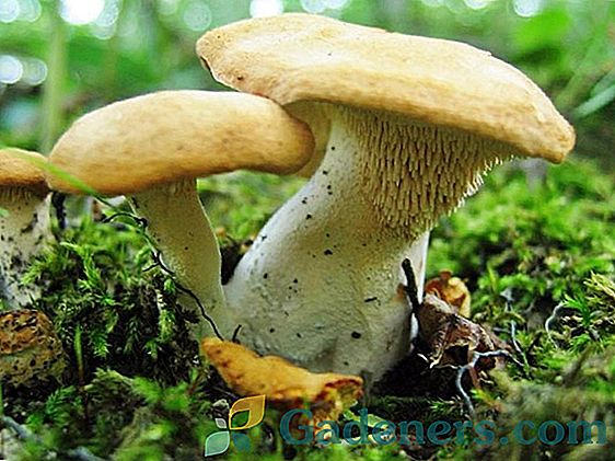 Gljiva kupina (Yezhovik): opis vrsta i obilježja pripreme