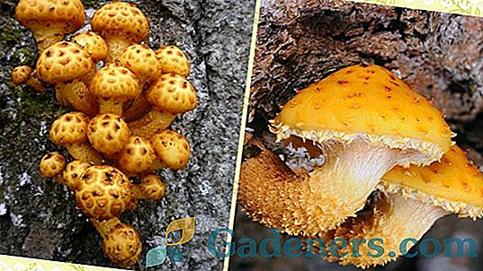 Mushroom Pholiota: opis druhu, zbierky a hlavne varenie priestor
