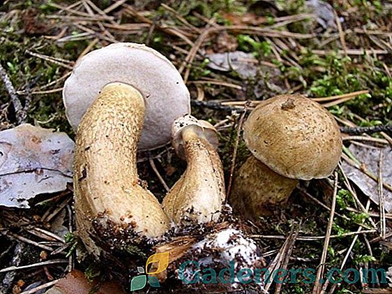 Hořká hořka (žluči): charakteristika dvojité bílé houby