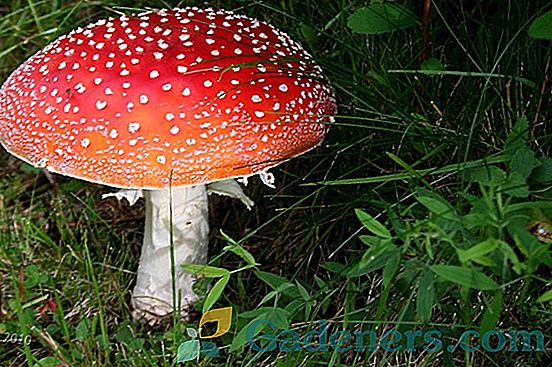 Houby houby: charakteristické pro jedlé a nepoživatelné druhy