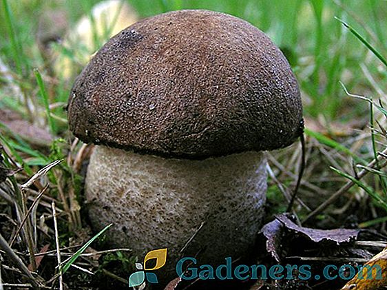 Mushroom obobok: značilnosti vrst, značilnosti zbiranja in priprave