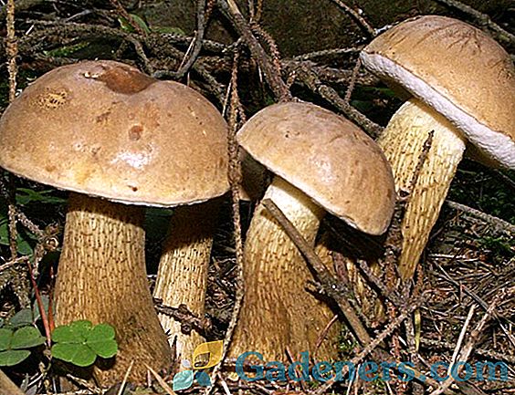 Gljiva Poddubnik: jestive vrste i recept