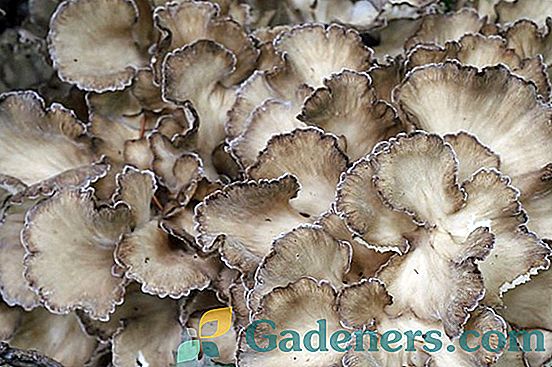 Mushroom-ram (kędzierzawy gryf): punkty zbierania i funkcje gotowania